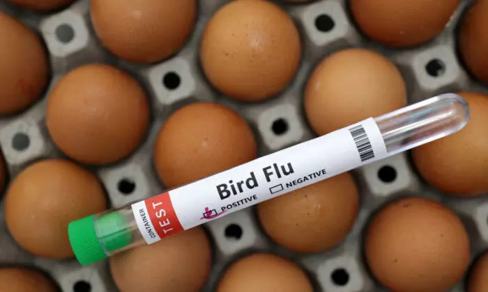 Australian bird flu outbreak triggers U.S. poultry import restrictions