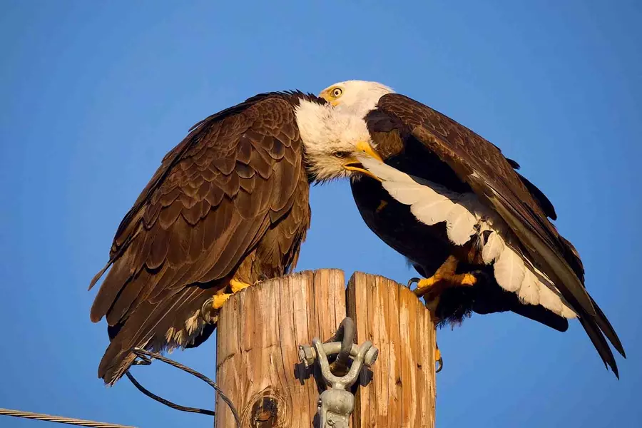 Bald Eagle Romance in the Wilds of Arizona